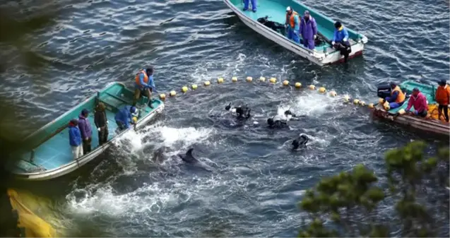 Japonya'da tartışmalı av başladı: 1700 yunus öldürülecek ya da yakalanacak