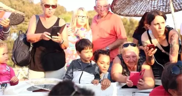 Caretta caretta yavruları Bodrum'da ilk kez görüldü