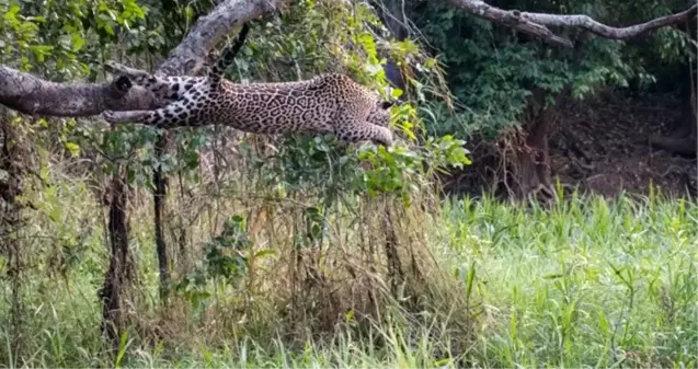 Jaguarın timsah avı, görenleri hayrete düşürdü