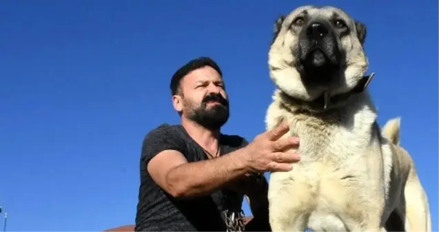 Kangal köpeğinin tescili alındı! Artık yurt dışına kaçırılamayacak