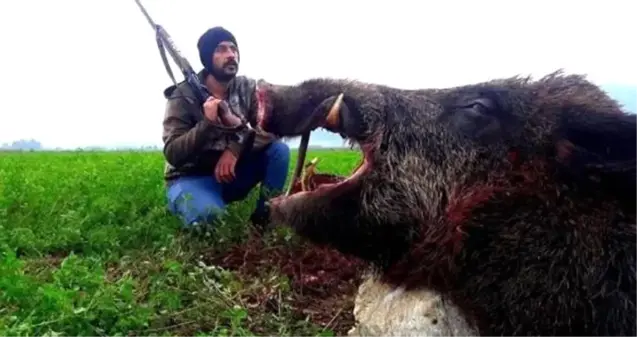 350 kiloluk yaban domuzunu yuvasından çıkarıp avladılar