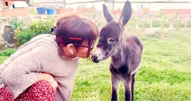 Sezen Aksu sahiplendiği sıpaya, yalısının kapılarını açtı