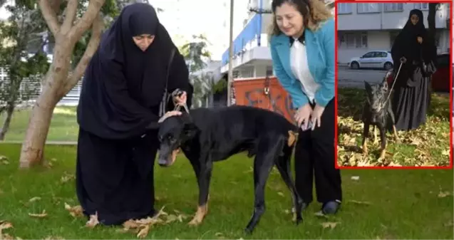 Doberman cinsi köpek 