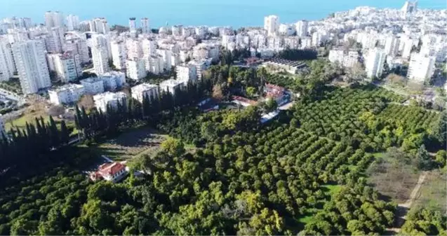 Avokado fidanı için bir yıl önceden sıraya giriyorlar