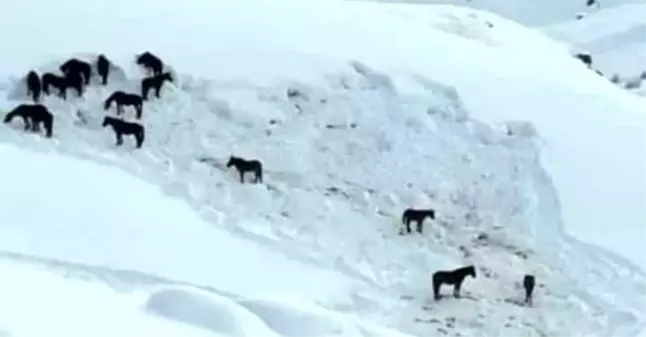 Hakkari'de at sürüsü ölüme terk edildi