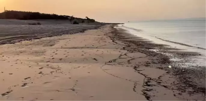 Çanakkale'deki Orman Yangını Sonrası Yanmış Ağaç Parçaları Saros Körfezi'ne Vurdu