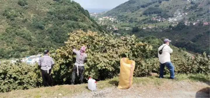 ORDU'DA FINDIK ÜRETİCİLERİ BAHÇEYE ERKEN GİRDİ