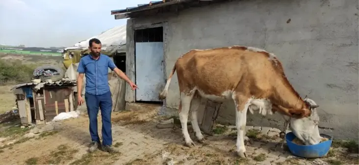 Arazide otlayan hayvanlar içeri girdikleri OSB'de saldırıya uğradı