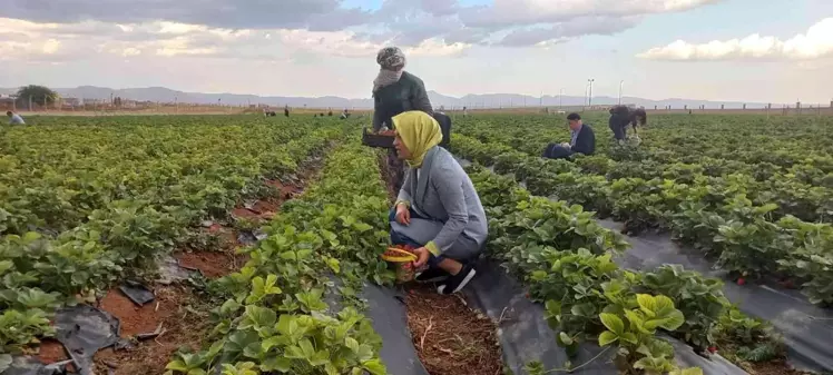 Kızıltepe'de çilek hasadı yapıldı