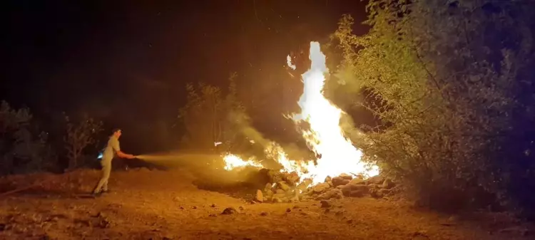 Son dakika... Orman yangınının ortasında kalan kaplumbağaya jandarma eli