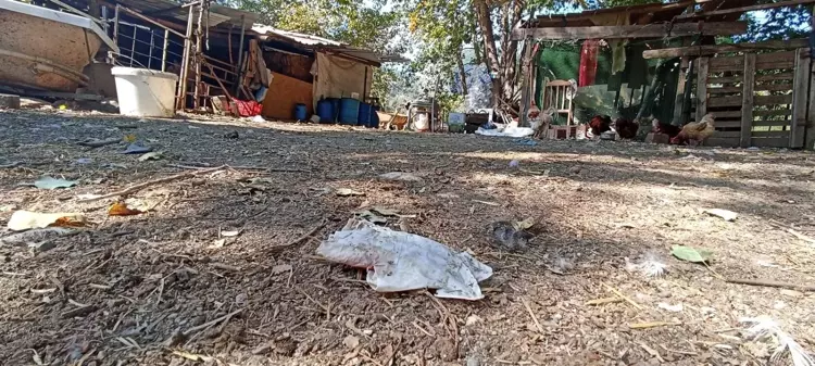 BALIKESİR - Çiftlikte işlenen cinayetle ilgili 6 şüpheli gözaltına alındı