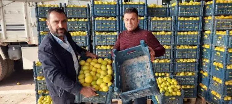 Kilosu 25 kuruşa kadar düştü! Kasanın fiyatı içindeki limonu geçti