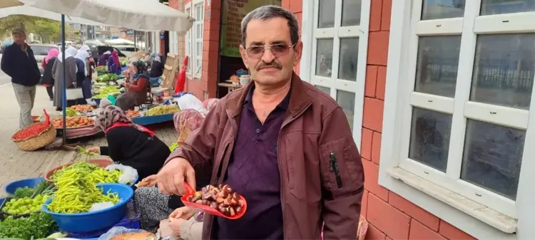 İnebolu'da Kestane Hasadı Başladı