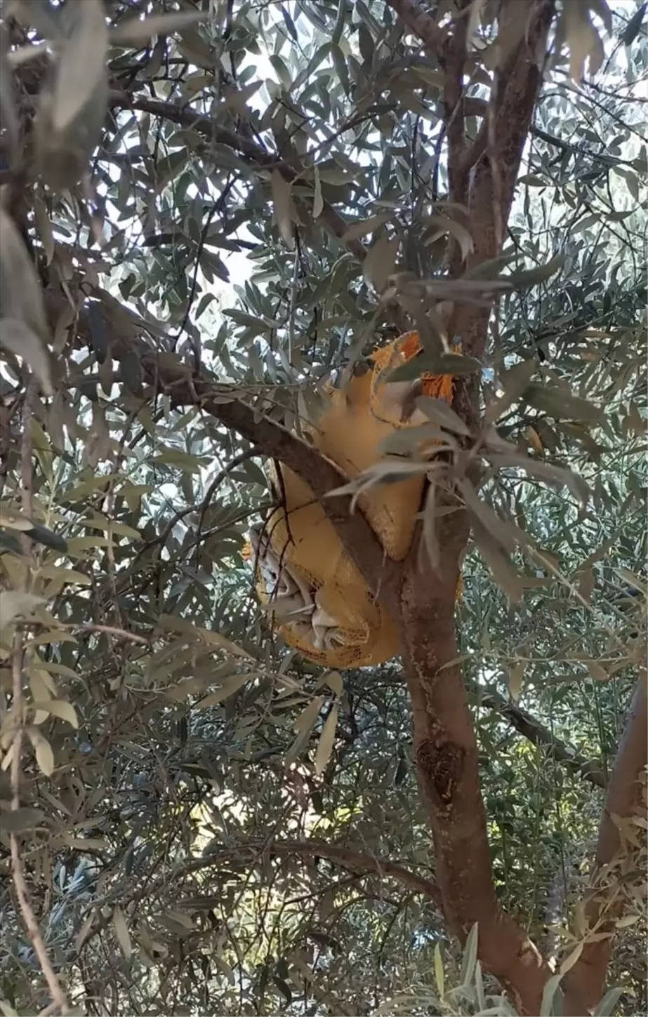 Kozan'da Zeytin Ağacında Uyuşturucu Hap Ele Geçirildi