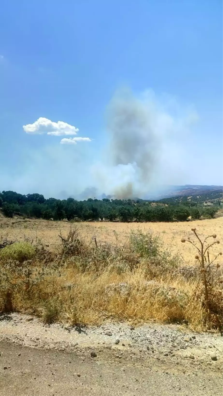 Çanakkale'de Zeytinlik Alanında Yangın Çıktı