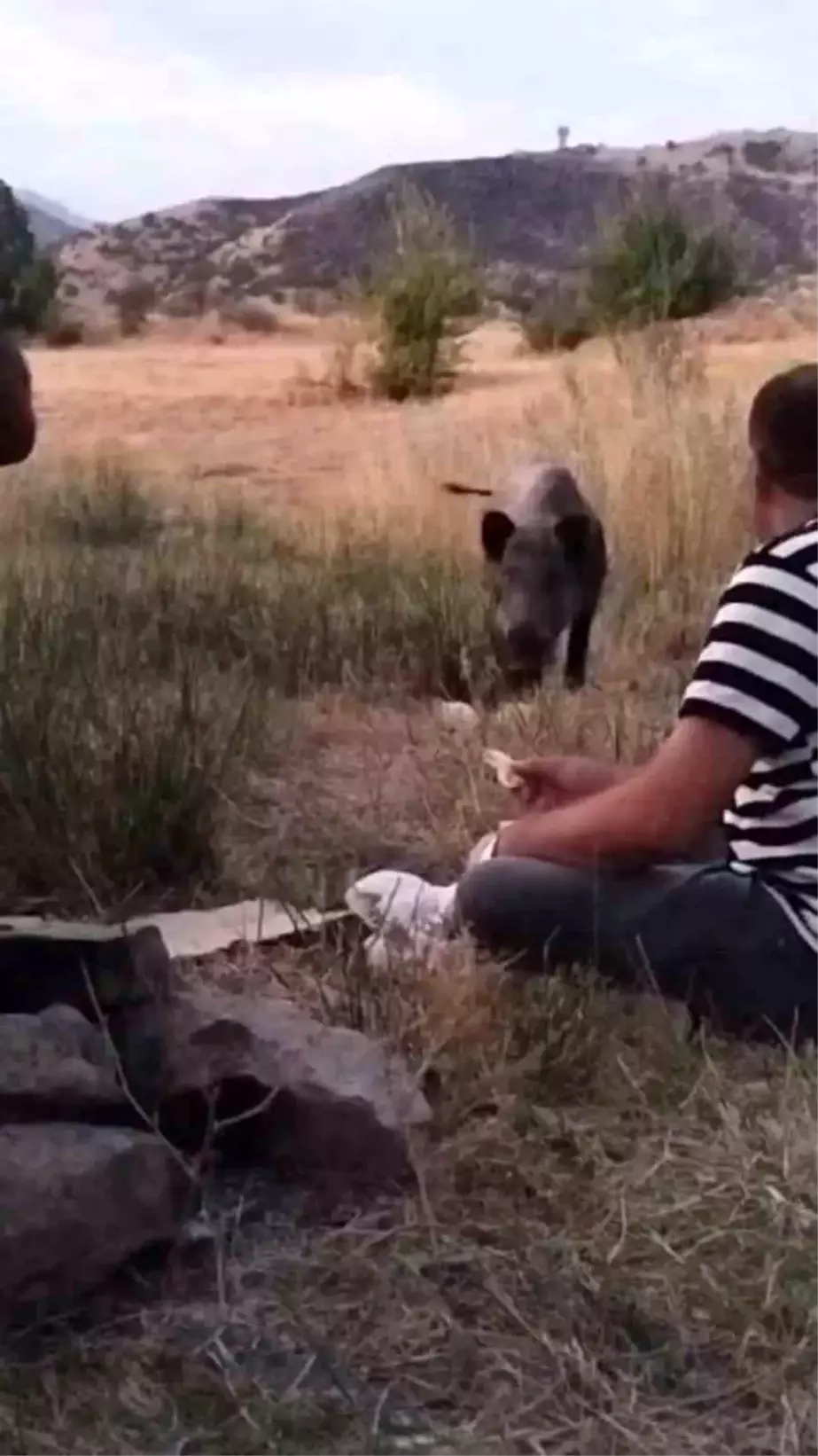 Hakkari'de piknikçilerin sofrasına yaban domuzu misafir oldu