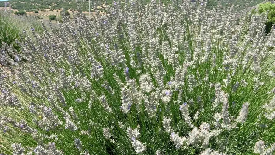 Isparta'da Lavanta Hasadı Başladı