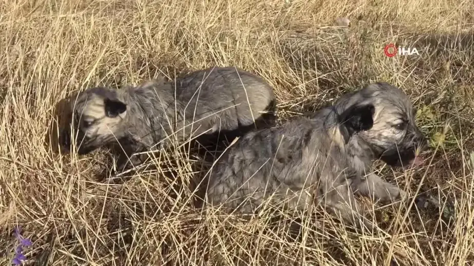 Kangalların yavrularını yemesinin sırrı açığa çıktı