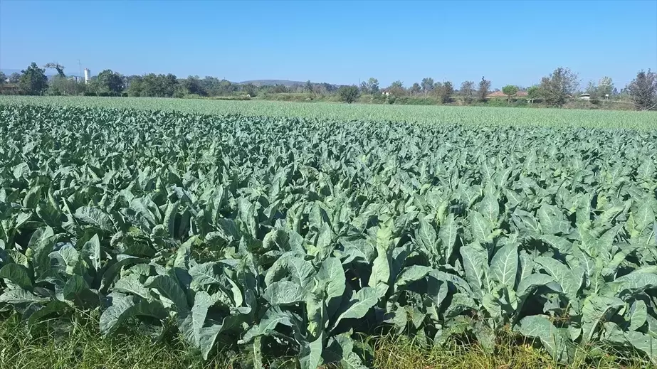 Bafra Ovası'nda Kışlık Sebze Ekimi Tamamlandı, Yaralar Sarılıyor