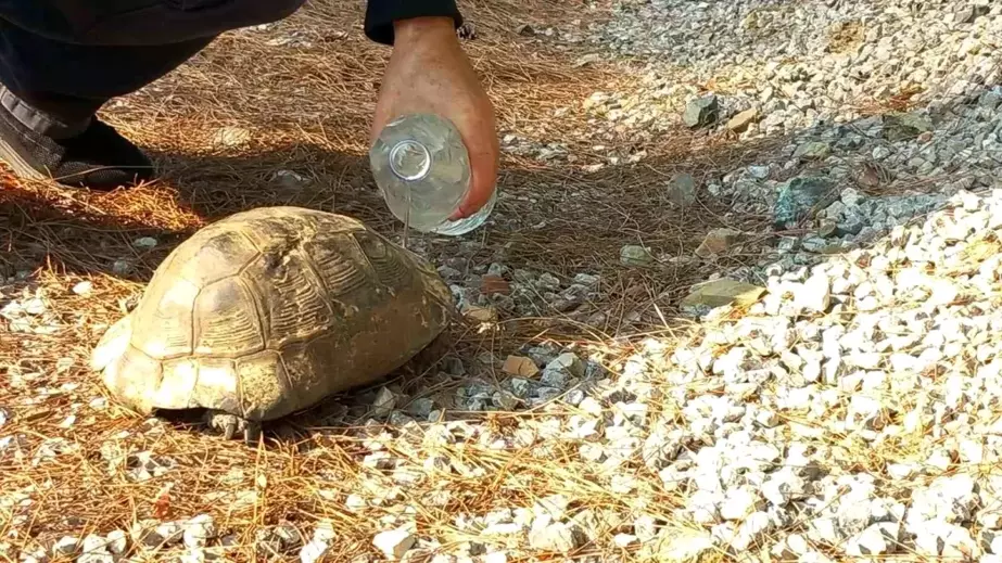 Dalaman'daki Orman Yangınında Kaplumbağaya Yardım