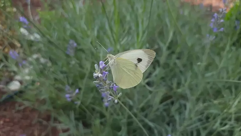 İsviçre'de tedavi gören kadın, lavanta terapisini üretici olarak sürdürüyor