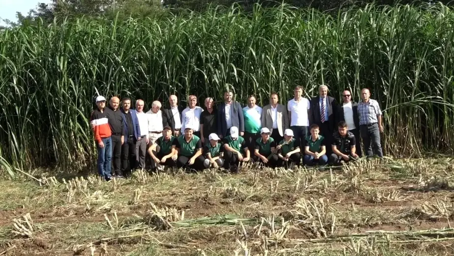 Bafra'da Maralfalfa Bitkisinin İlk Hasadı Yapıldı