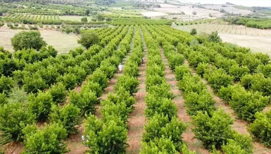 Osmaneli'den Avrupa'ya Şeftali ve Nektarin İhracatı