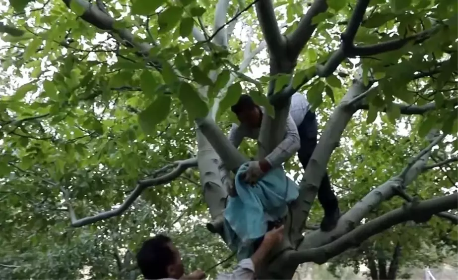 Kaman'da Kurakl��a Ra�men Ceviz Hasad� Ba�lad�