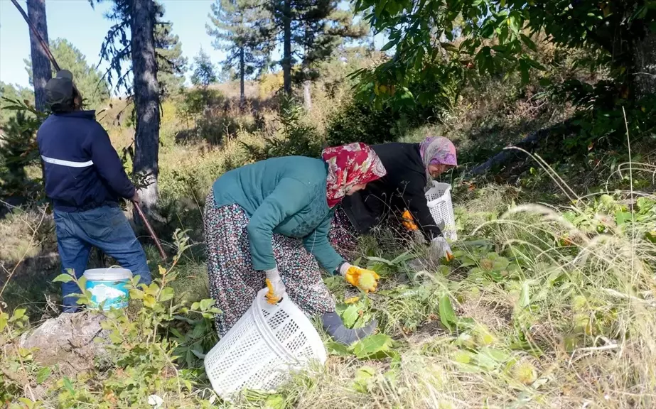 Simav'da Coğrafi İşaretli Kestane Hasadı Başladı