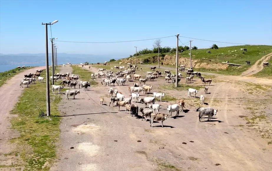 Kocaeli'de Boz Irk Sığır Yetiştiriciliği Yapan Çiftçi, Gelecek Nesillere Aktarmak İçin Çaba Sarfediyor