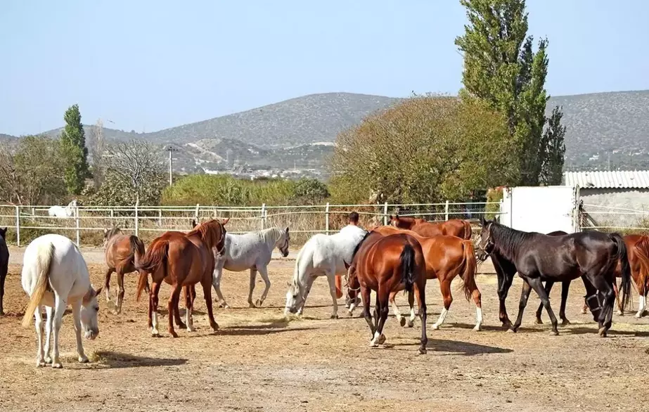 Minibüs Şoförlüğünden At Yetiştiriciliğine: Alaçatı'nın Şampiyon Atları