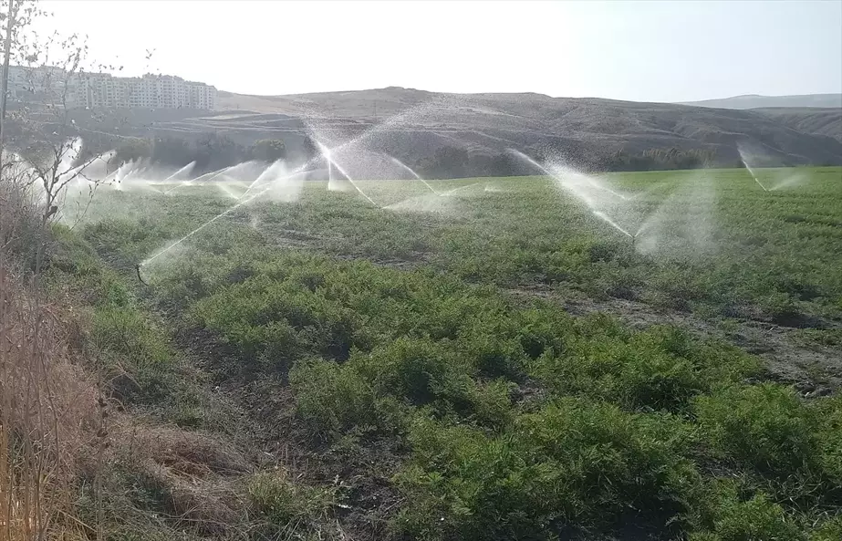 Beypazarı'nda Sabah Namazı Buluşması ve Kışlık Havuç Hasadı