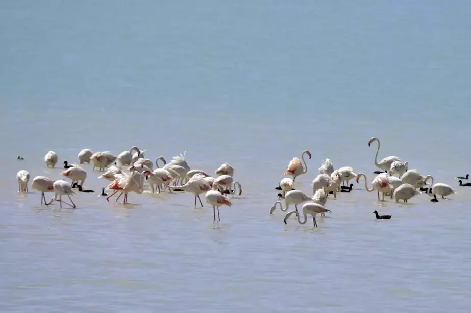 Arin Gölü'nde Flamingo Şöleni