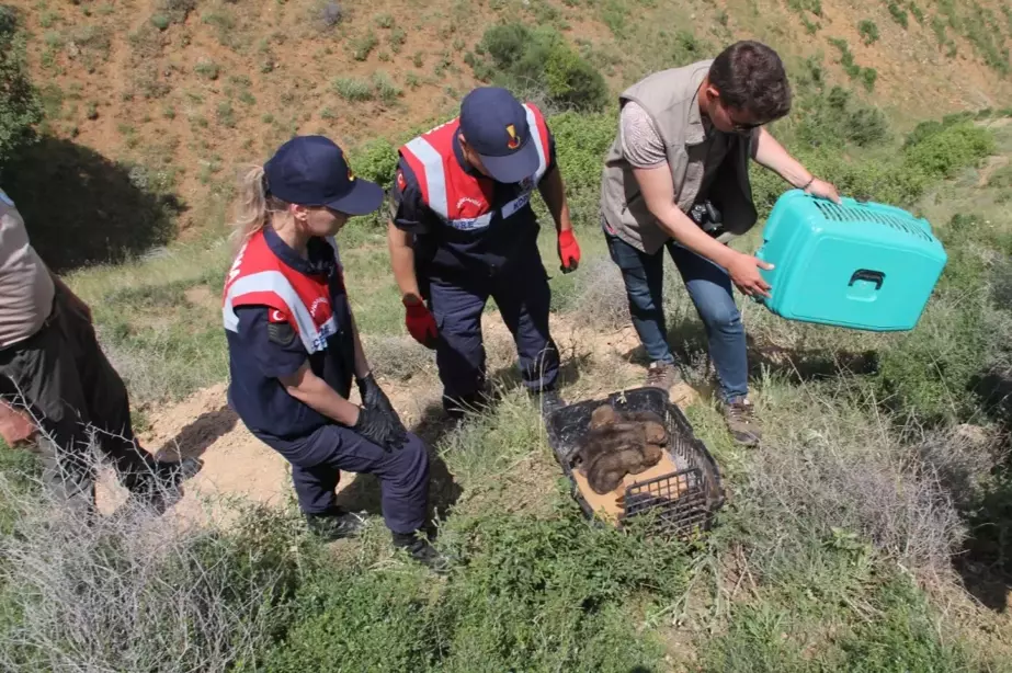 Kırıkkale'de Çobanın Getirdiği Yavru Kurtlar Koruma Altına Alındı