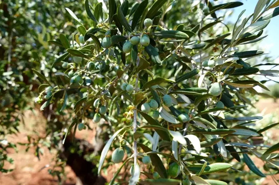 Kilis'te Zeytin Hasadı Öncesi Yüksek Rekolte Beklentisi