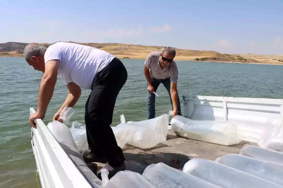 Adıyaman Baraj Göletlerine 3.5 Milyon Yavru Balık Bırakıldı