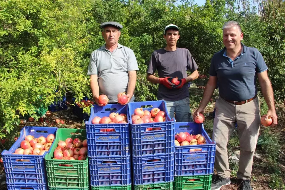 Kumluca'da Nar Hasadı 250 Bin Ton Beklentisiyle Başladı