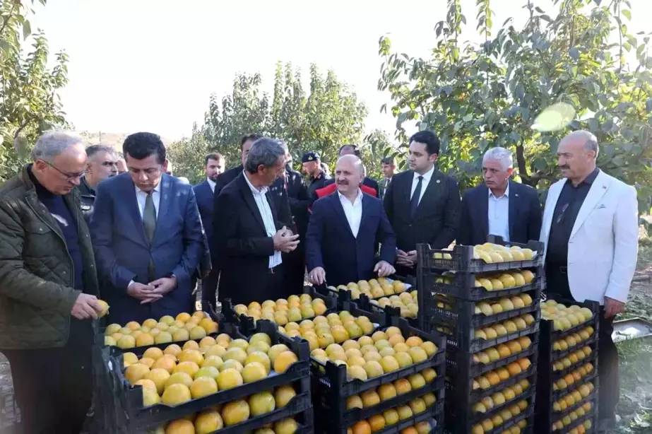 Adıyaman'da Trabzon Hurması Hasadı Başladı