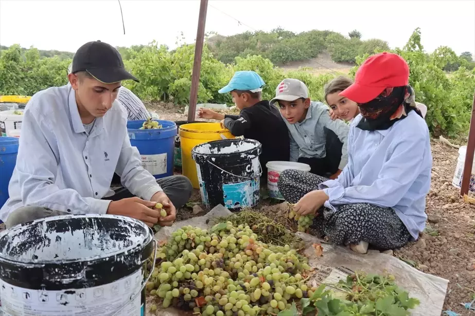 Besni Üzümü Hasat Dönemi Başladı