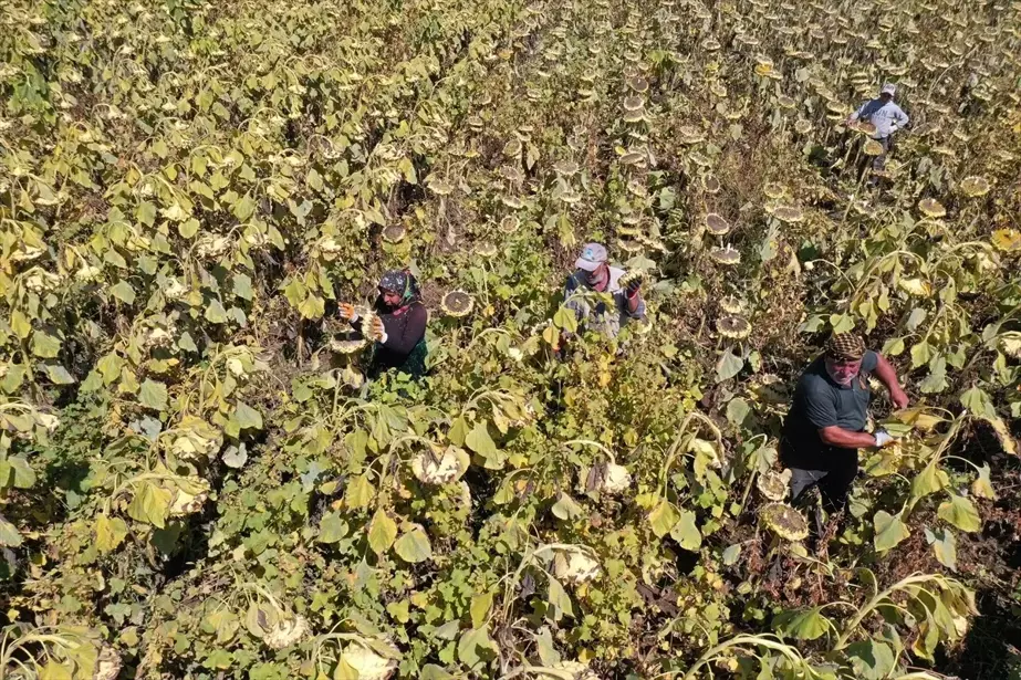 Ağrı Ovası'nda Çerezlik Ayçiçeği Hasadı Başladı