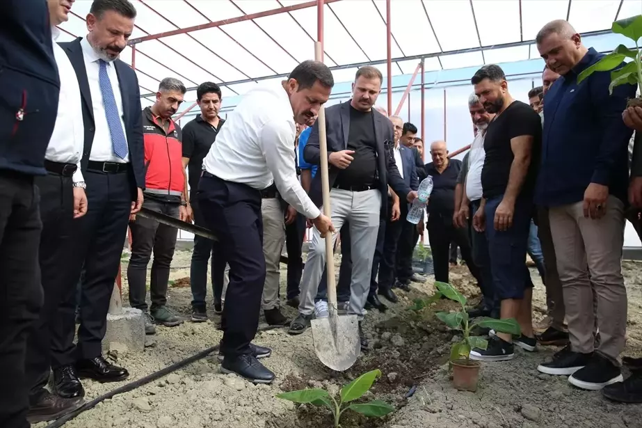 Hatay'da Yeni Muz Serası Açıldı