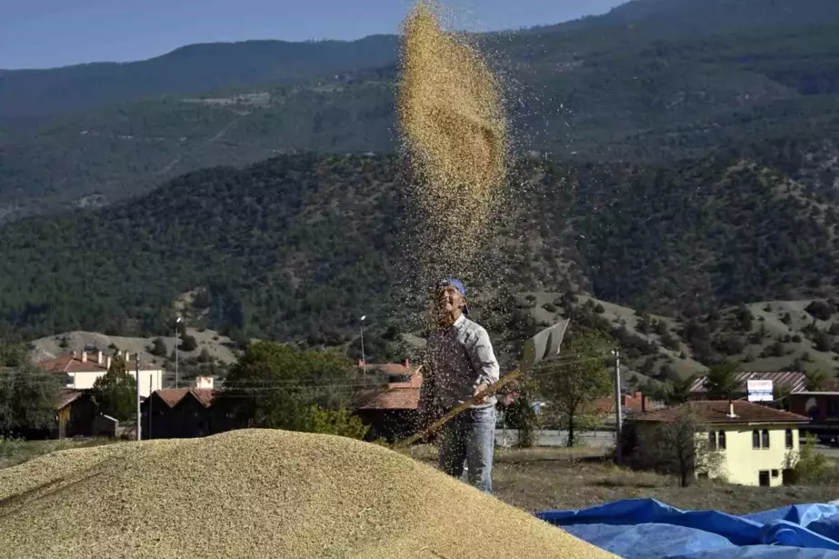 Tosya'da Türkiye'nin İlk Çeltik Fabrikası ile Pirinç Hasadı Başladı