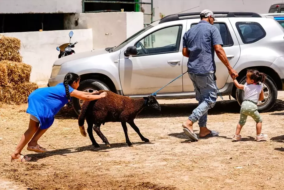 Tunus'ta Kurbanlık Fiyatları Yükseldi