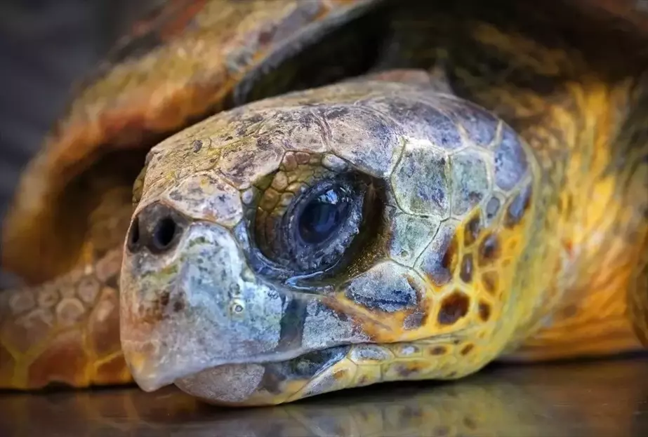 İzmir'de Körfez Temizliği Sırasında Bulunan Caretta Carettanın Tedavisi Başladı