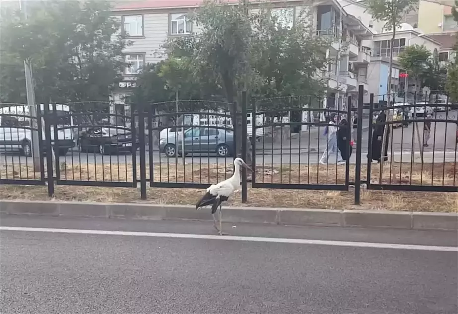 Bingöl'de yaralı bulunan leylek tedavi altına alındı