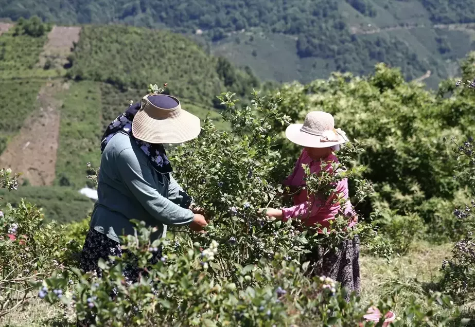 Giresun'da Maviyemiş Üretimiyle Çiftçilerin Geliri Artıyor