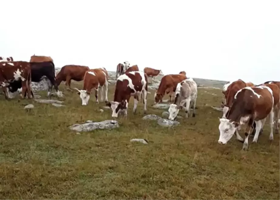 Ardahan'da Kayıp Hayvanlar Jandarma Tarafından Bulundu