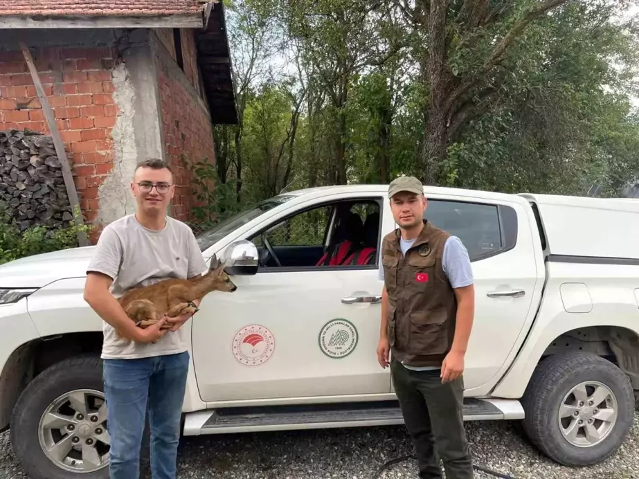 Köpeklerin saldırdığı yavru karaca biçerdöverle kurtarıldı