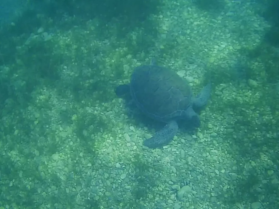 Muğla'da Yeşil Deniz Kaplumbağaları Görüntülendi