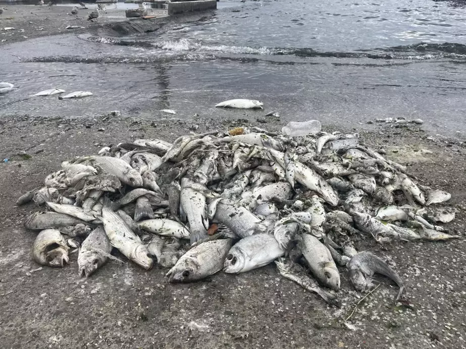 Bilim insanlarından 'İzmir Körfezi' raporu: Ortamda atık su girdisinin olduğu anlaşıldı